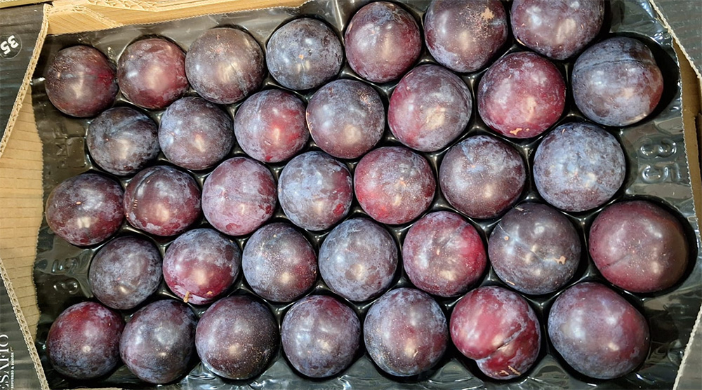 Susine cal.50+ - Spagna - 3/3,50 euro al chilogrammo